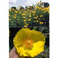 Mexican Tulip Poppy Flower Seeds Renee's Garden