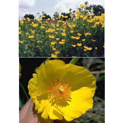 Mexican Tulip Poppy Flower Seeds Renee's Garden