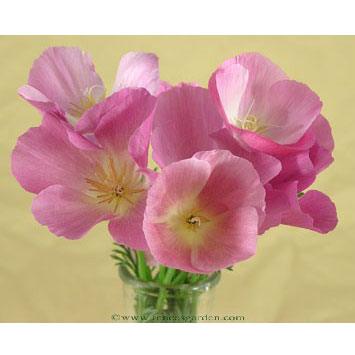 Dusky Rose California Poppy Flower Seeds Renee's Garden