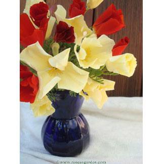 Tequila Sunrise California Poppy Flower Seeds Renee's Garden