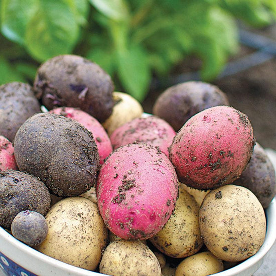 Fall-Planted Organic Rainbow Mix Seed Potatoes (lb) Grow Organic
