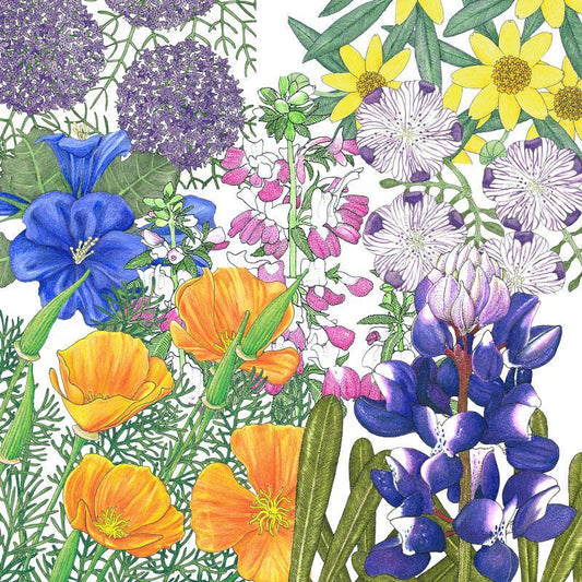 Peaceful Valley California Native Pollinator Blend (lb) Peaceful Valley
