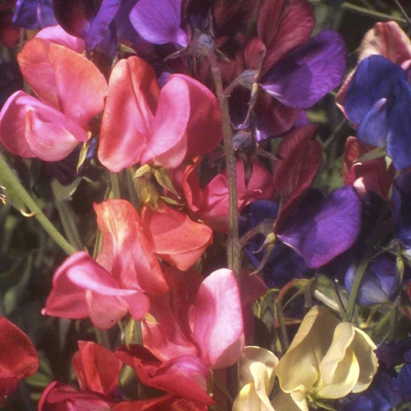 Queen of the Night Sweet Pea Flower Seeds Renee's Garden