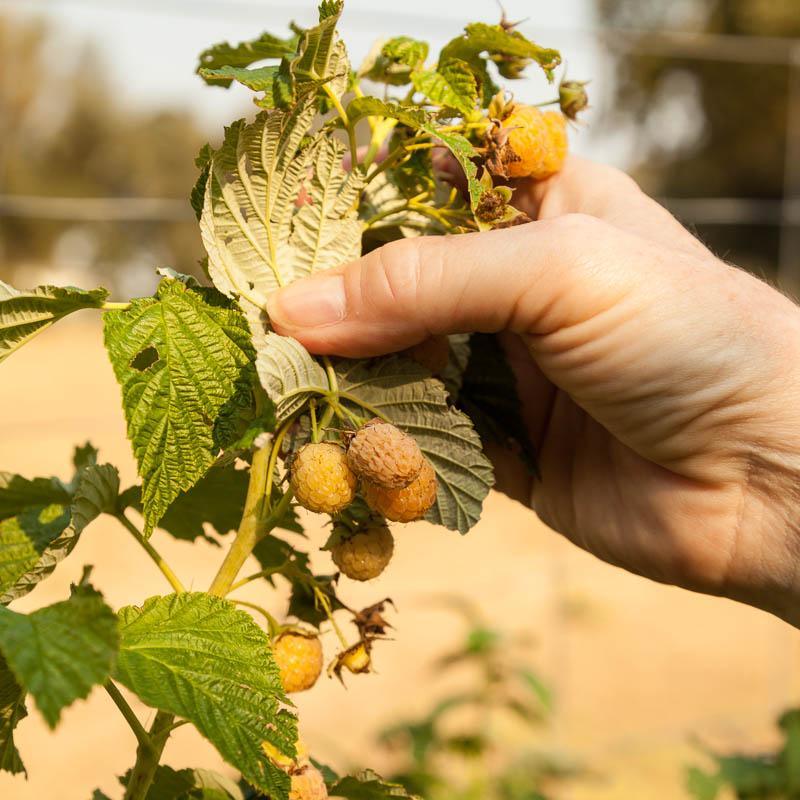 Raspberry - Fall Gold Grow Organic