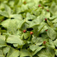 Red Cowpeas - Raw Seed (lb) Grow Organic