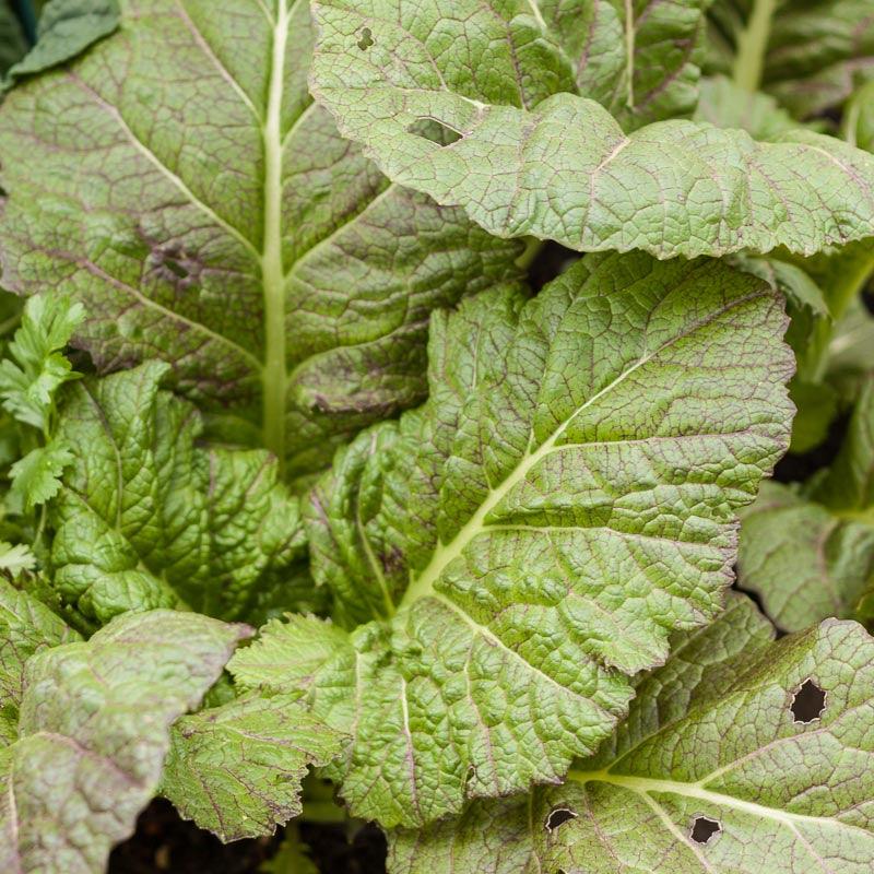 Mesclun Spicy Mix Greens Seeds (Organic) Peaceful Valley