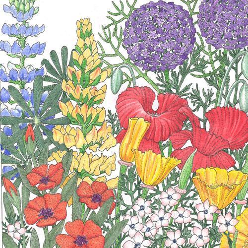 Regional Northwest Wildflower Mix (lb) SpringSale2023