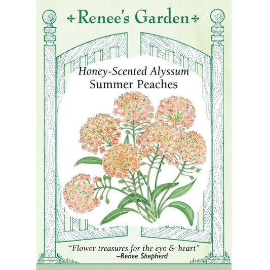 Summer Peaches Alyssum Flower Seeds Renee's Garden