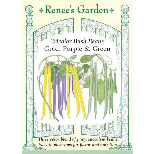 Gold Purple & Green Tricolor Bush Bean Seed Mix Renee's Garden