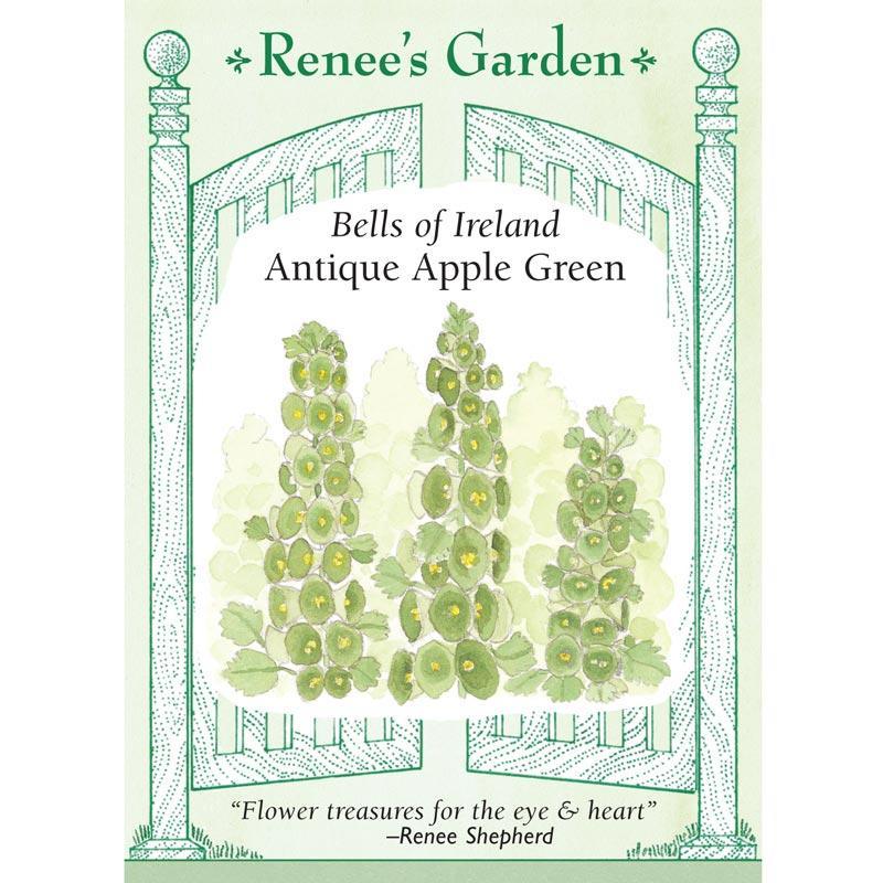 Apple Green Antique Bells Of Ireland Flower Seeds Renee's Garden