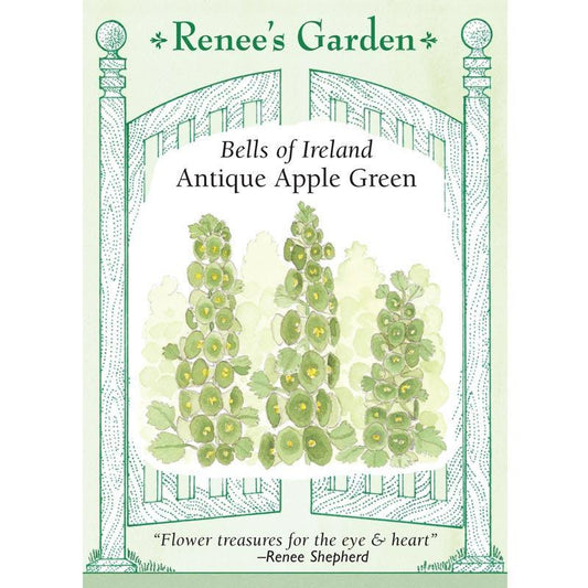 Apple Green Antique Bells Of Ireland Flower Seeds Renee's Garden
