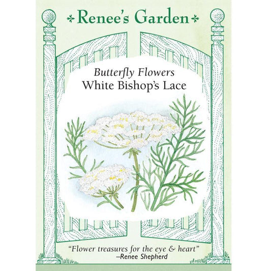 White Butterfly Bishop's Lace Flower Seeds Renee's Garden