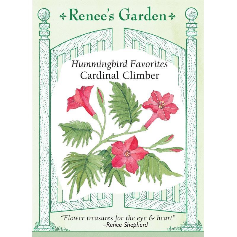 Cardinal Climber Vine Flower Seeds Renee's Garden