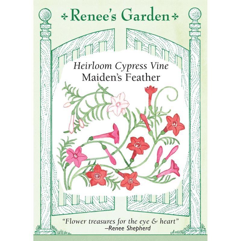Maiden's Feather Cypress Vine Flower Seeds Renee's Garden