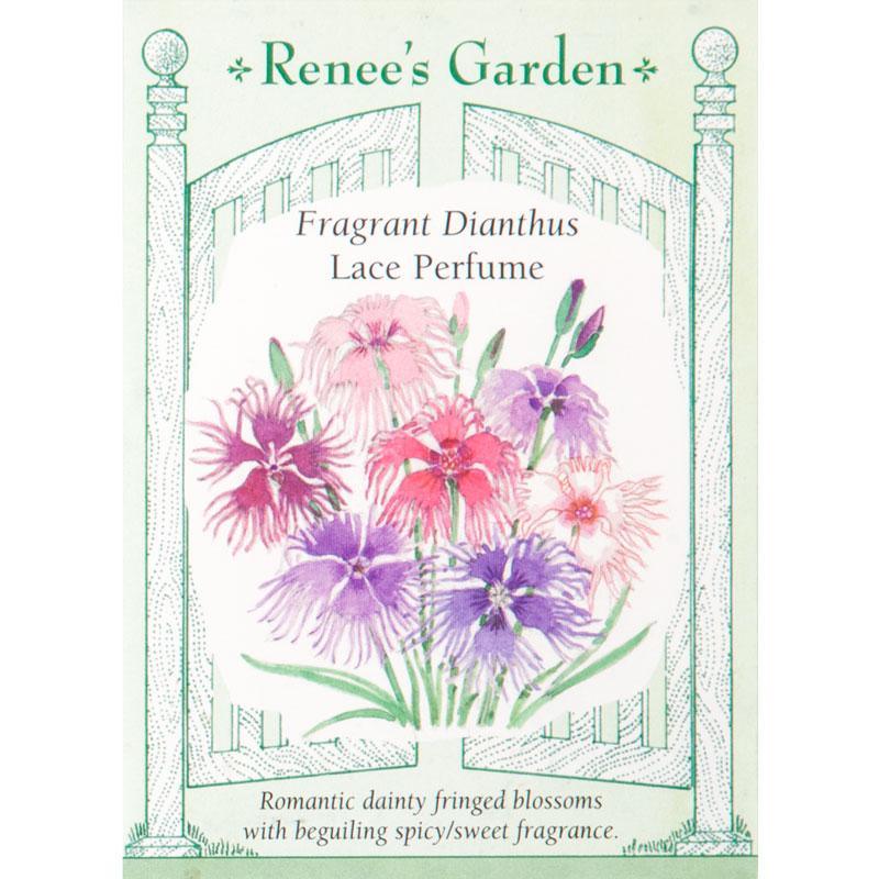 Fragrant Lace Perfume Dianthus Flower Seeds Renee's Garden