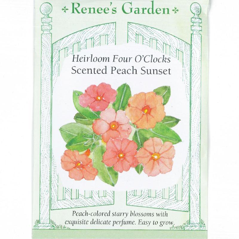 Peach Sunset Scented Four O'Clock Flower Seeds Renee's Garden