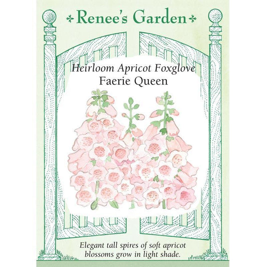 Apricot Faerie Queen Foxglove Flower Seeds Renee's Garden