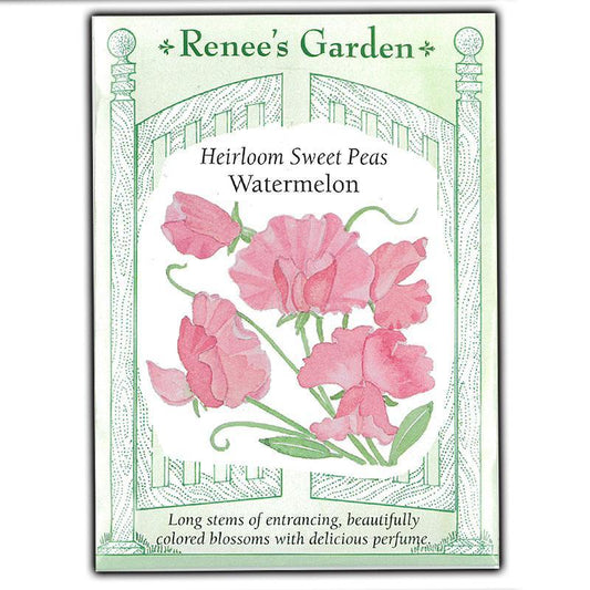 Watermelon Heirloom Sweet Pea Flower Seeds Renee's Garden