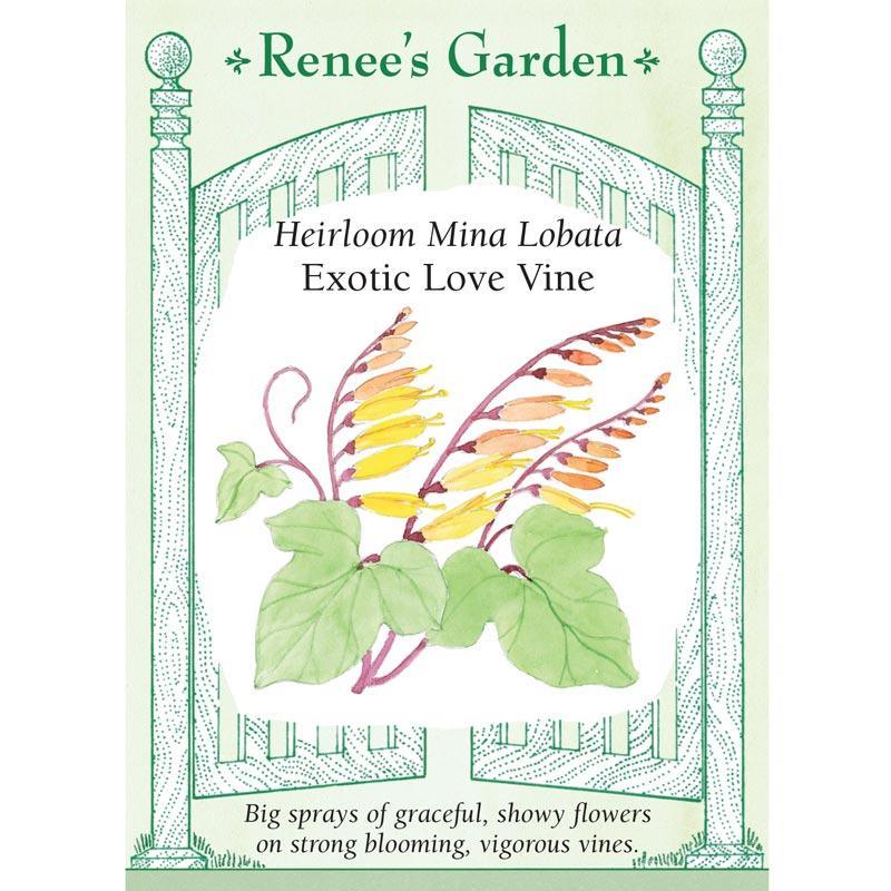Exotic Love Vine Mina Lobata Flower Seeds Renee's Garden