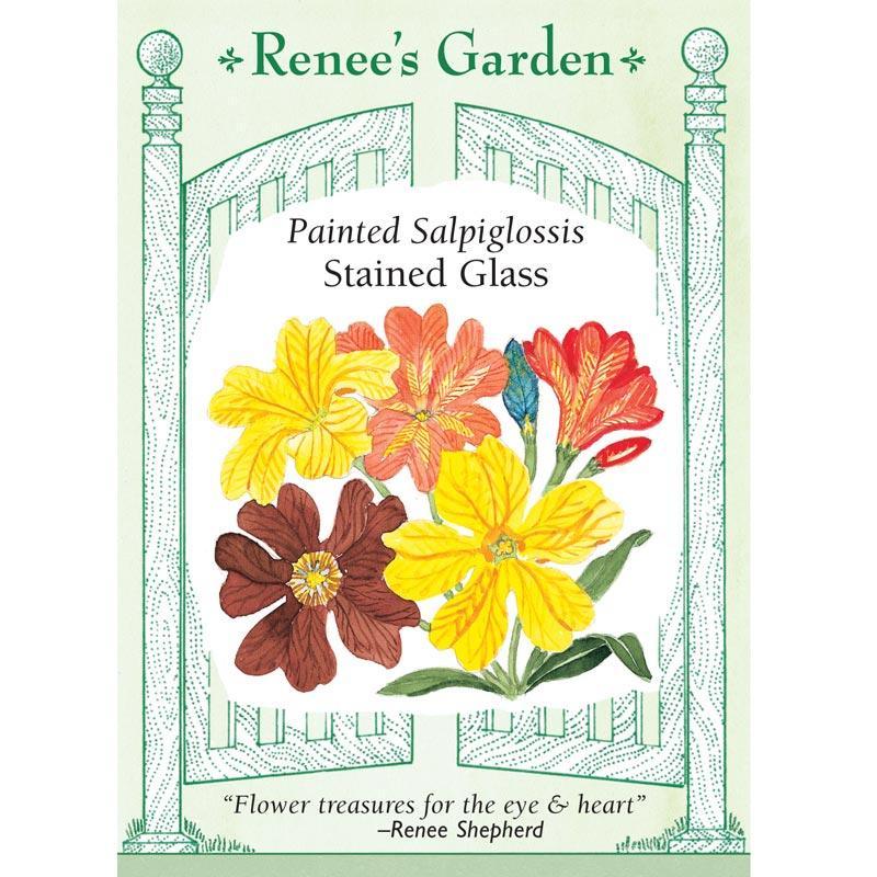 Painted Stained Glass Salpiglossis Flower Seeds Renee's Garden