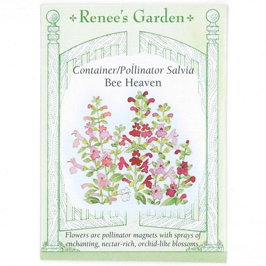 Bee Heaven Container Salvia Flower Seeds Renee's Garden