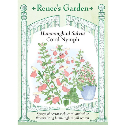Coral Nymph Hummingbird Salvia Flower Seeds Renee's Garden