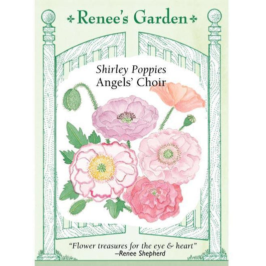 Shirley Poppy Angel's Choir Flower Seeds Renee's Garden