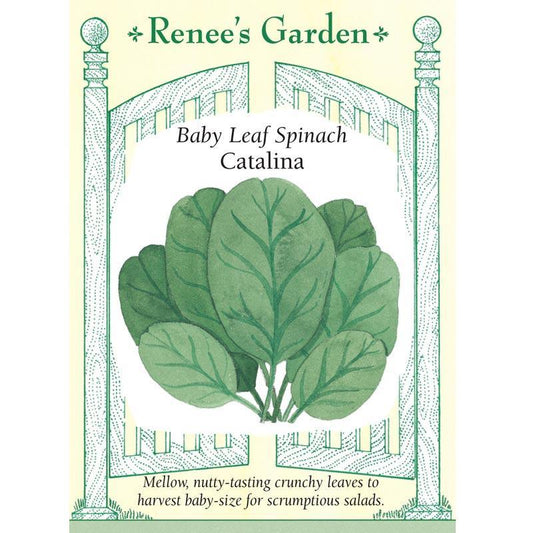 Catalina Baby Leaf Spinach Seeds Renee's Garden