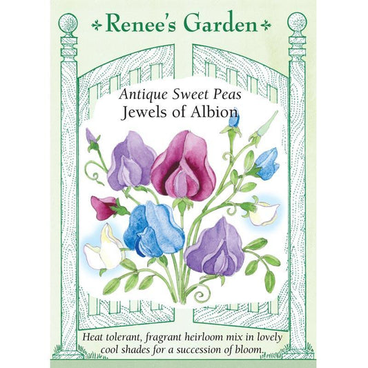 Jewels of Albion Antique Sweet Pea Flower Seeds Renee's Garden