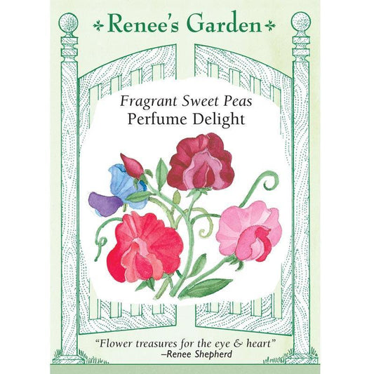 Perfume Delight Sweet Pea Flower Seeds Renee's Garden