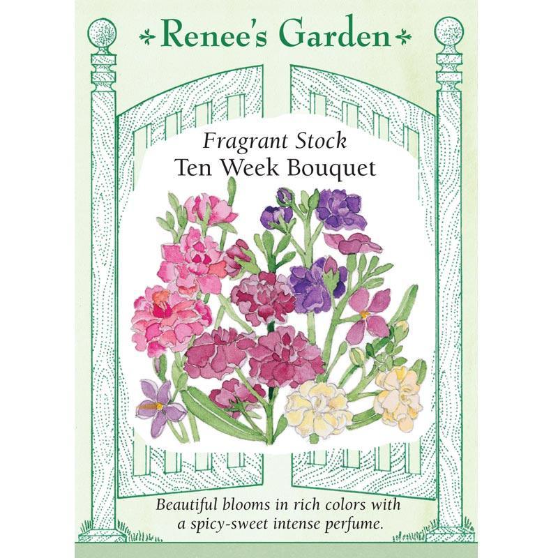 Ten Week Perfume Stock Flower Seeds Renee's Garden