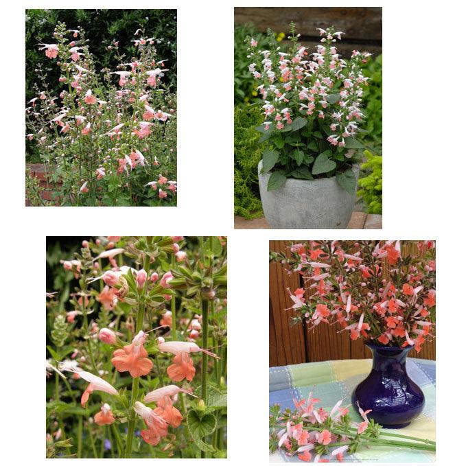 Coral Nymph Hummingbird Salvia Flower Seeds Renee's Garden
