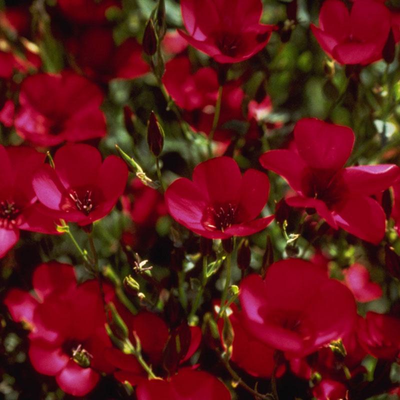 Flax, Scarlet (1/4 lb) Peaceful Valley