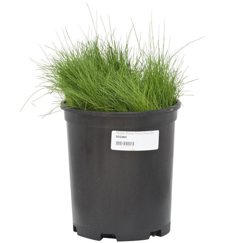Molate Fescue Native Grass Seed (lb) Grow Organic