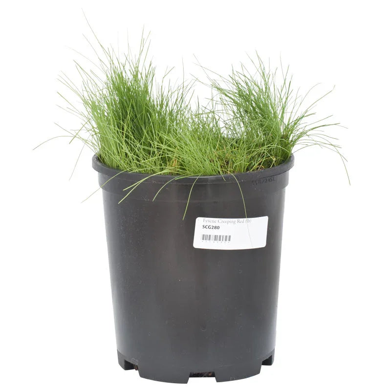 Creeping Red Fescue Seed (lb) Grow Organic