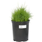 Paiute orchardgrass growing in a black nursery pot