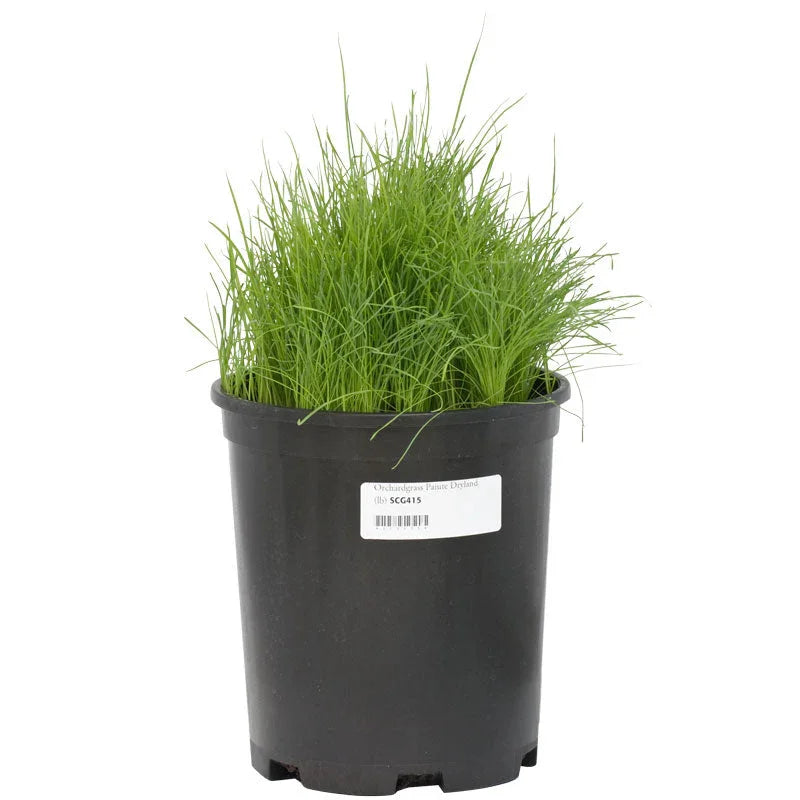 Paiute orchardgrass growing in a black nursery pot