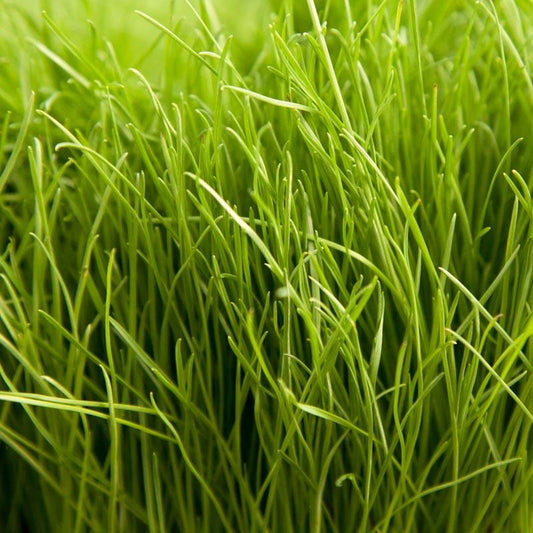 Turf Type Perennial Ryegrass Seed (lb) Grow Organic