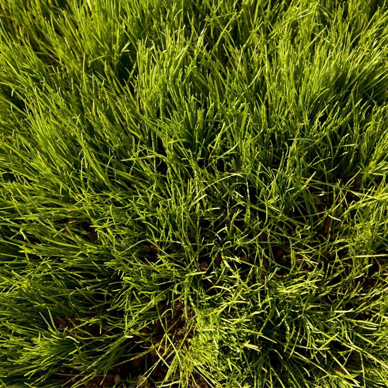 Dense clumps of Oregon annual ryegrass growing outdoors