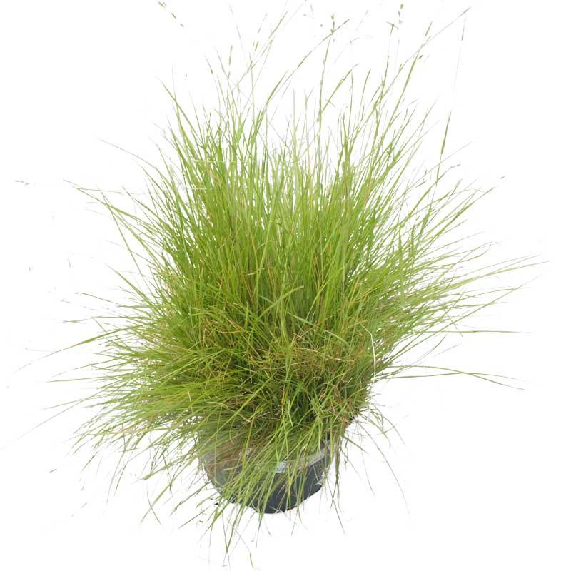 Oregon annual ryegrass growing in a small black pot on white