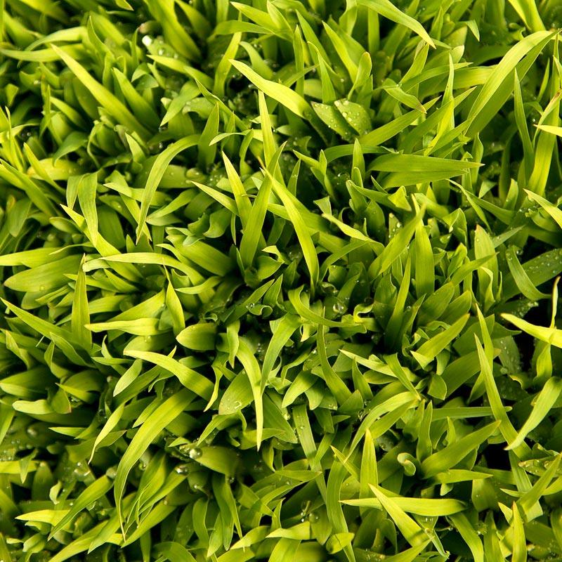 Dense green sudangrass foliage