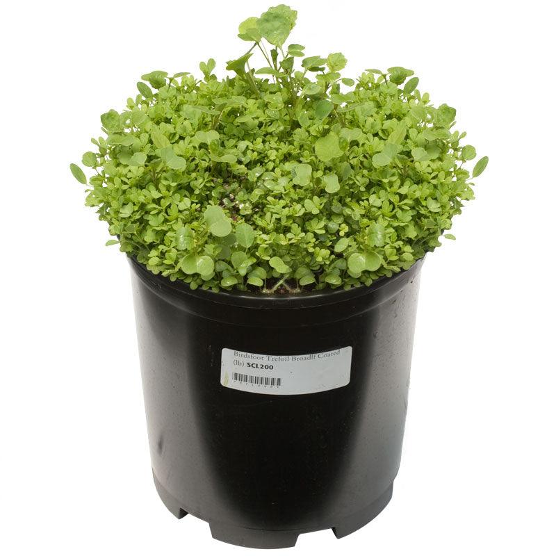 Birdsfoot Trefoil - Nitrocoated Seed (lb) Grow Organic