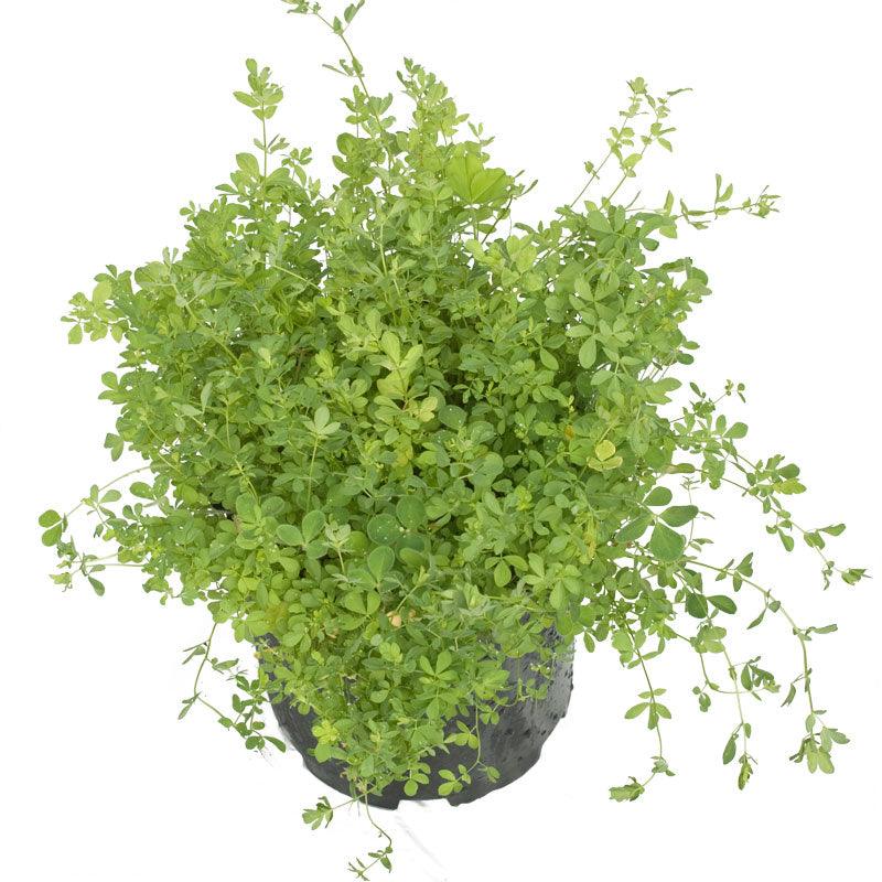 Birdsfoot Trefoil - Nitrocoated Seed (lb) Grow Organic
