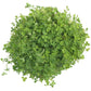 Organic Crimson Clover - Raw Seed (lb) Grow Organic