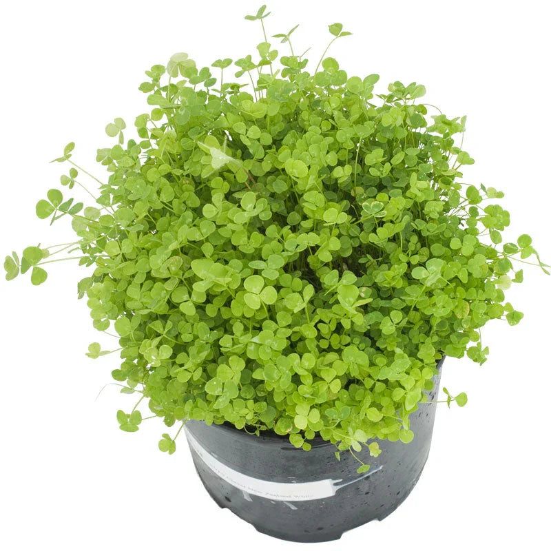 New Zealand White Clover - Nitrocoated Seed (lb) Grow Organic
