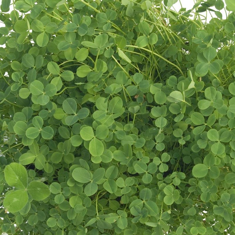Palestine Strawberry Clover - Nitrocoated Seed (lb) Grow Organic
