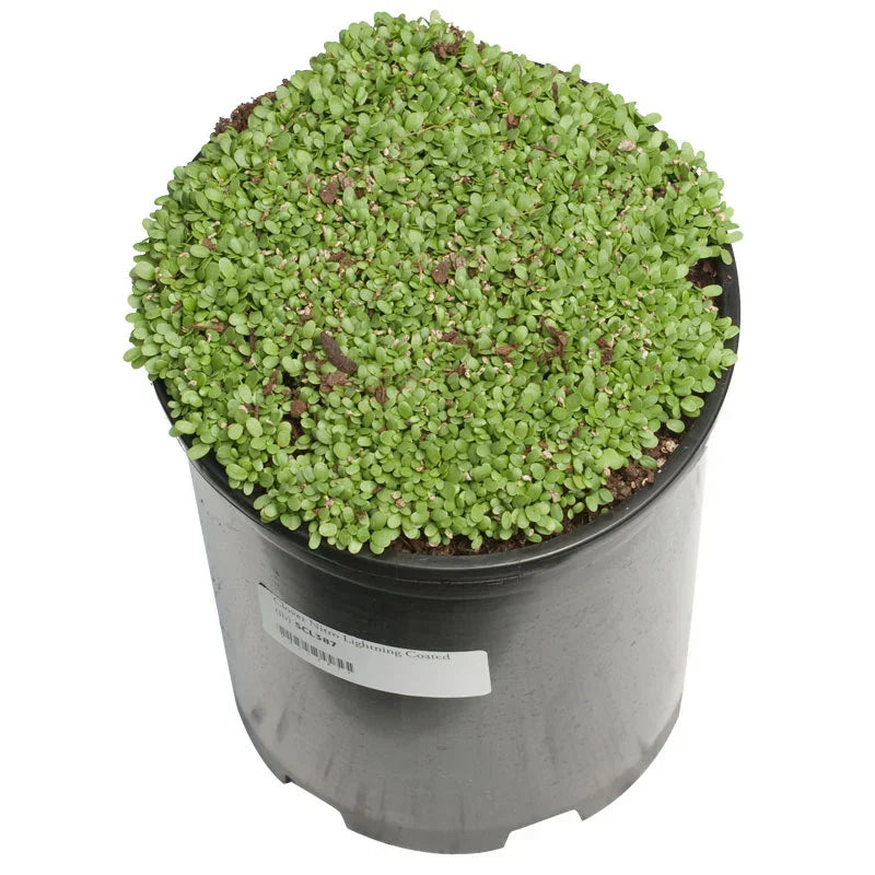 Potted mat of Persian clover seedlings