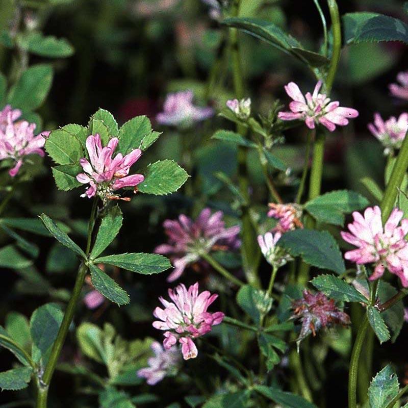 Pink Persian clover flowers