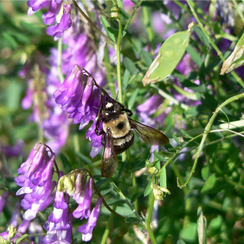 Purple vetch flowers attracting a bumblebee
