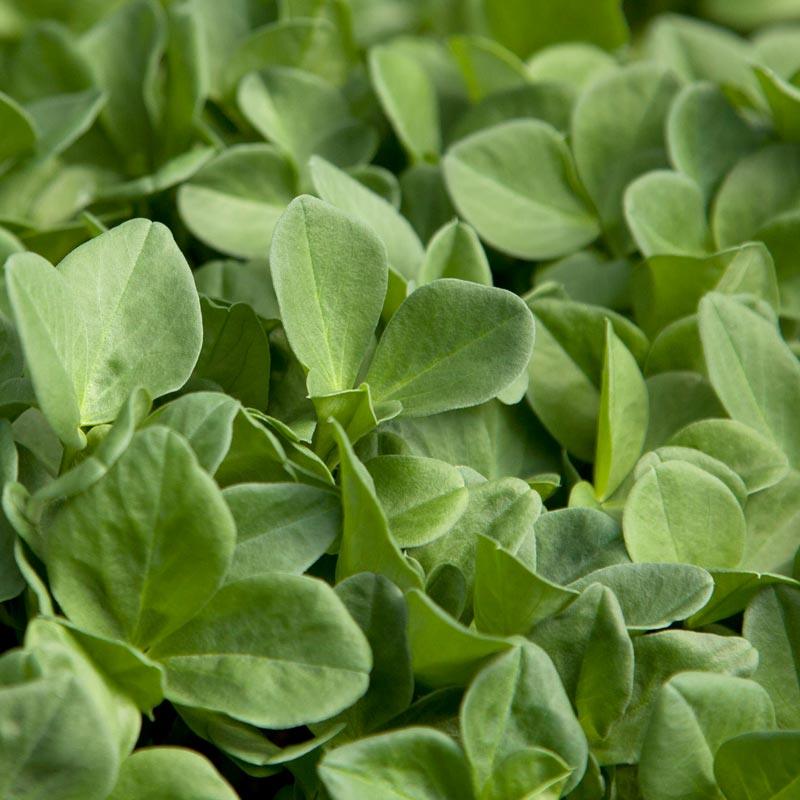 Close-up of Windsor fava bean foliage